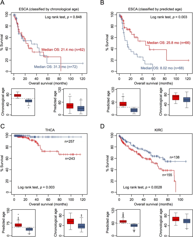 Epigenetic aging signatures are indicative for survival in several tumors.
