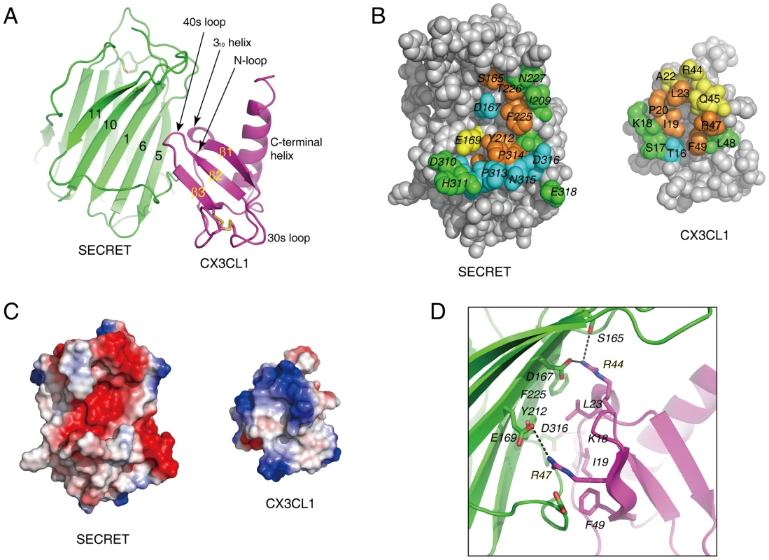 Crystal structure of the SECRET/CX3CL1 complex.