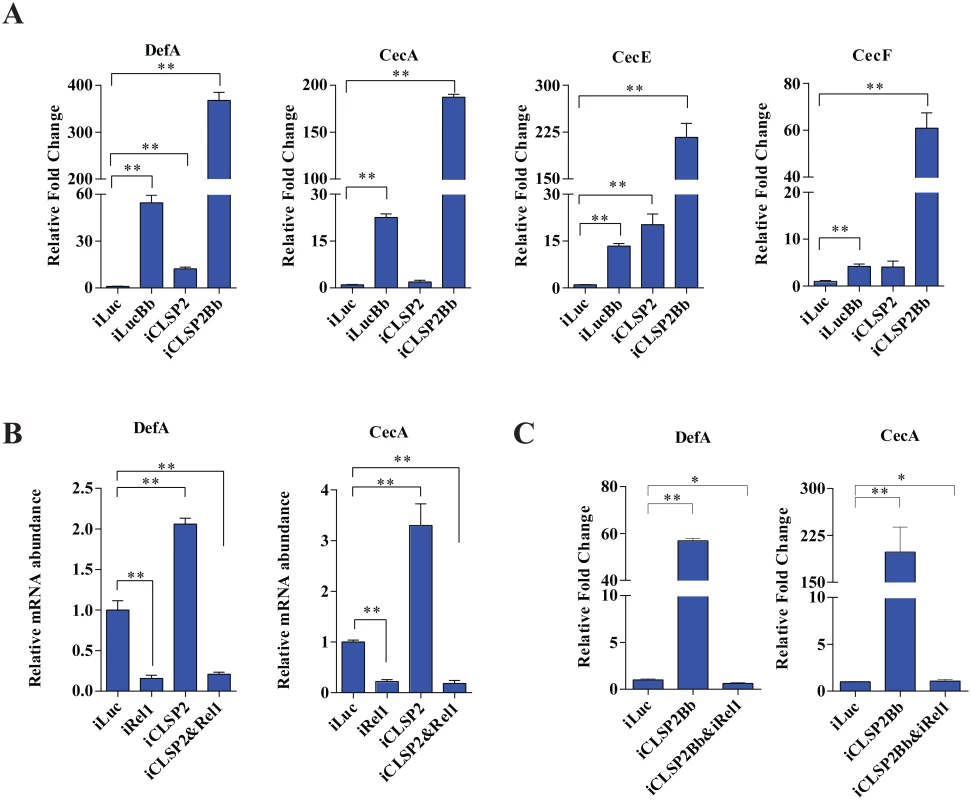 The effect of CLSP2 on the expression of AMPs.