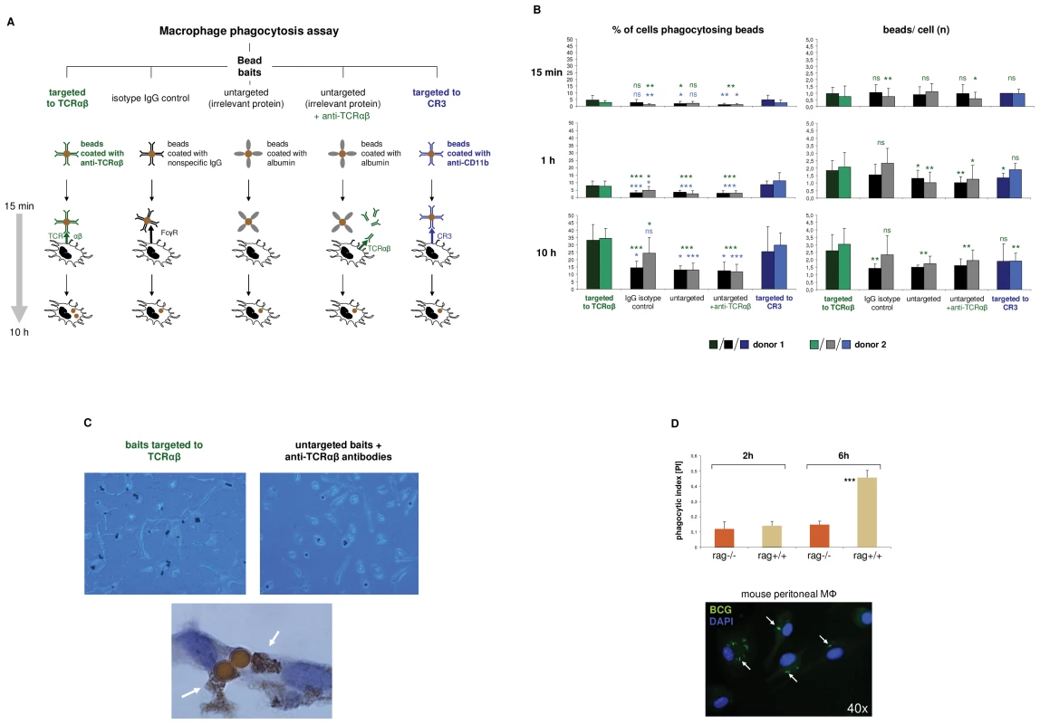 The macrophage TCRαβ modulates phagocytosis.