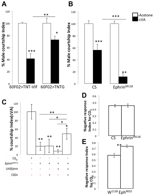 Glomerular-specific innervation pattern of the CSDn is relevant for odour-specific modulation of odour-guided behavior.