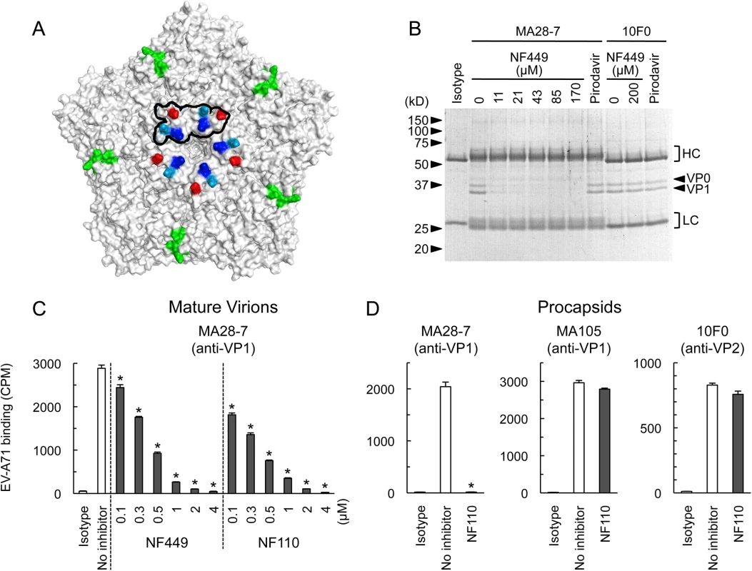 NF449 and NF110 specifically prevent attachment of a monoclonal antibody to the viral 5-fold vertex.