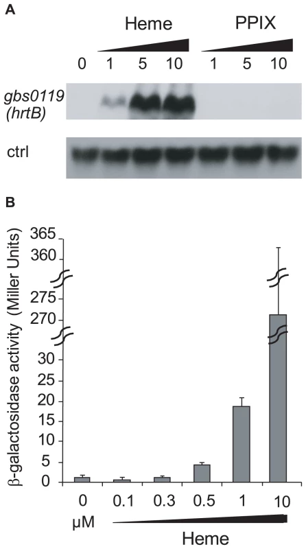 The <i>hrtAB</i> locus is induced by higher heme concentrations than <i>pefAB</i> or <i>pefRCD</i>, and is not induced by PPIX.