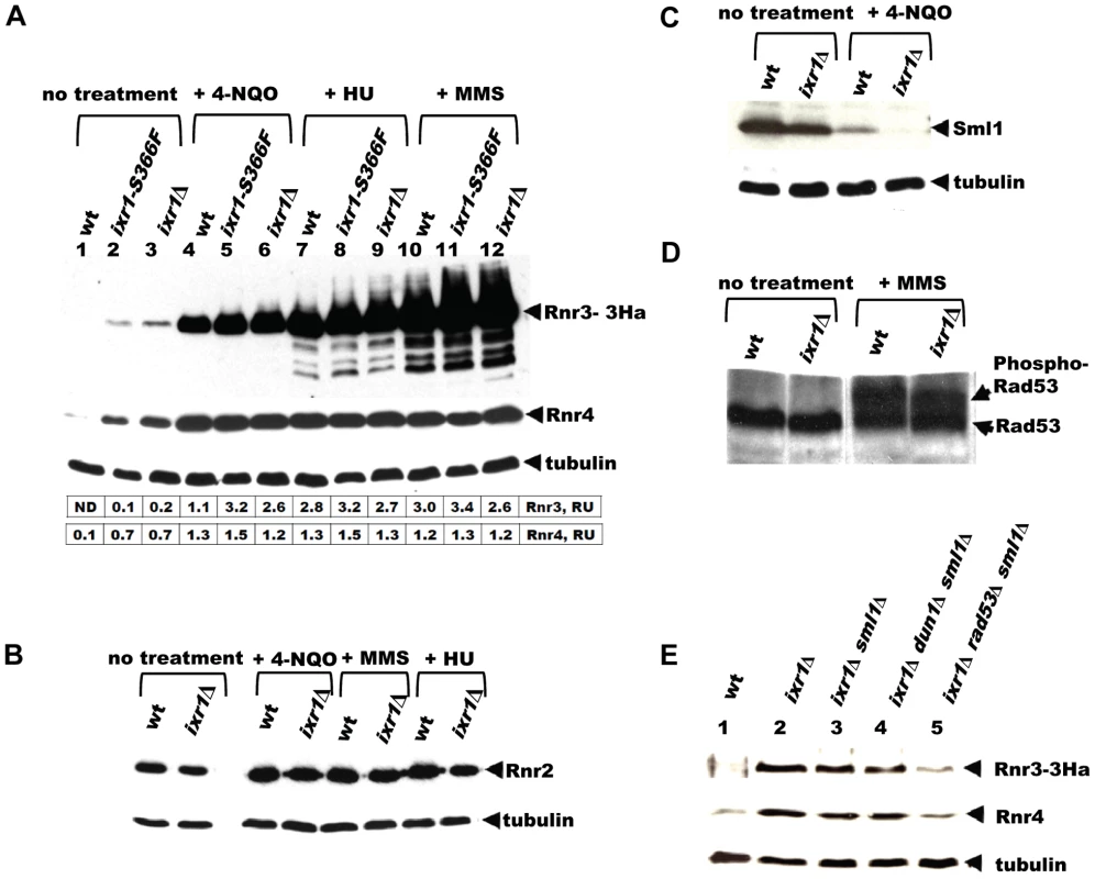Deletion of <i>IXR1</i> leads to increased Rnr3 and Rnr4 levels and decreased Sml1 levels.