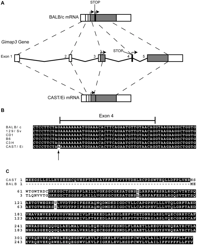 <i>Gimap3</i> gene structure and protein sequence in BALB/c and CAST/Ei mouse strains.