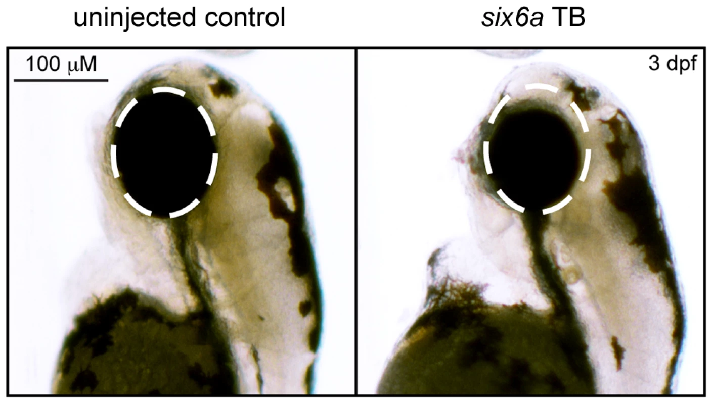 Morpholino knockdown of <i>six6a</i>.
