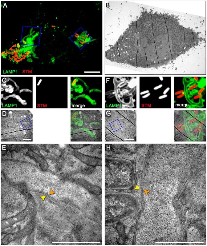 RAW264.7 macrophages infected with <i>Salmonella</i> exhibit double membrane SIF.