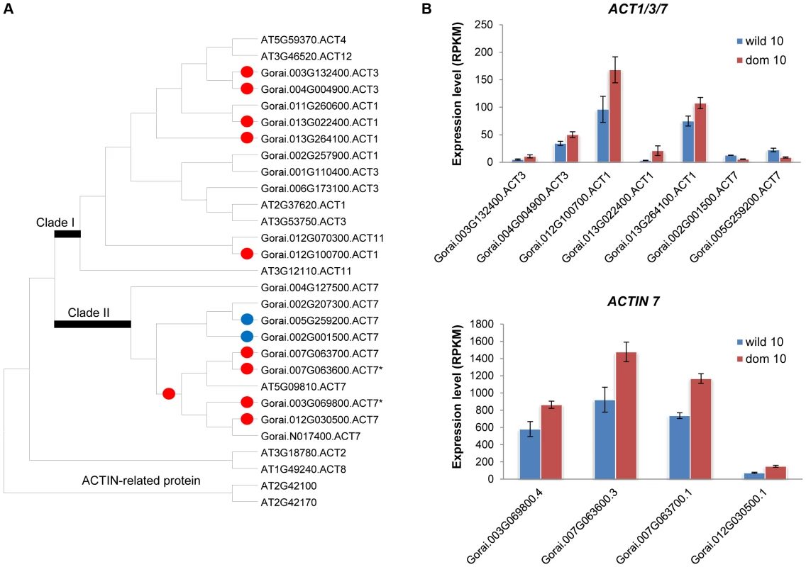 Phylogenetic relationship of <i>ACTIN</i> and their gene expression patterns at 10 dpa.
