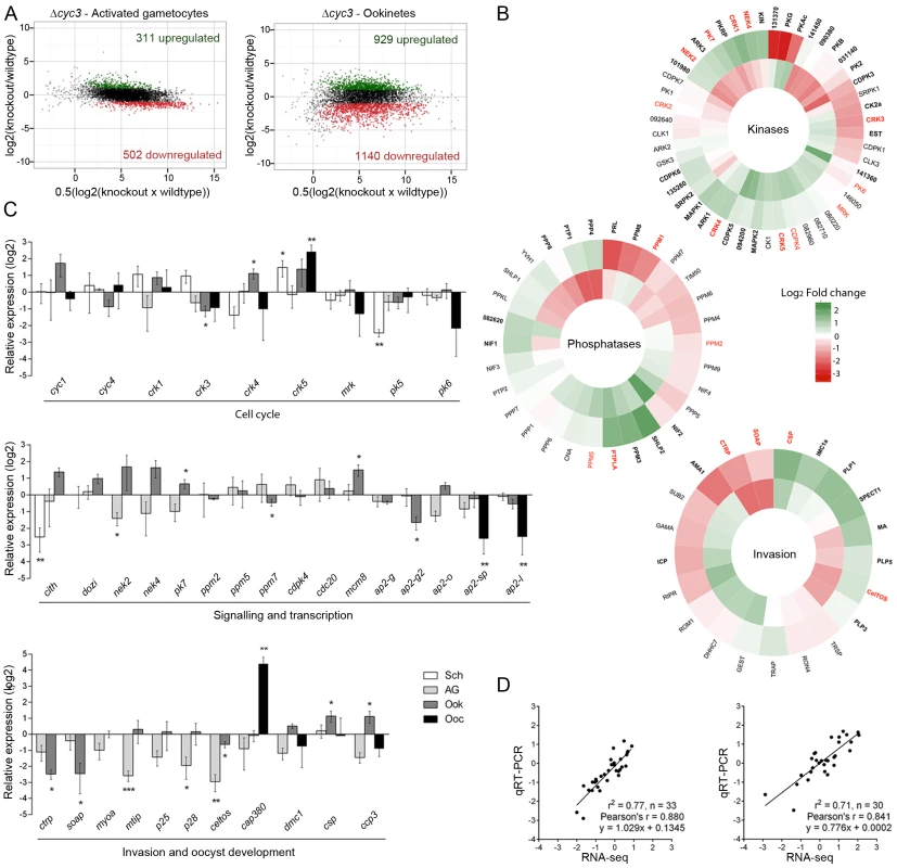 Transcript analysis of genes involved in parasite development.