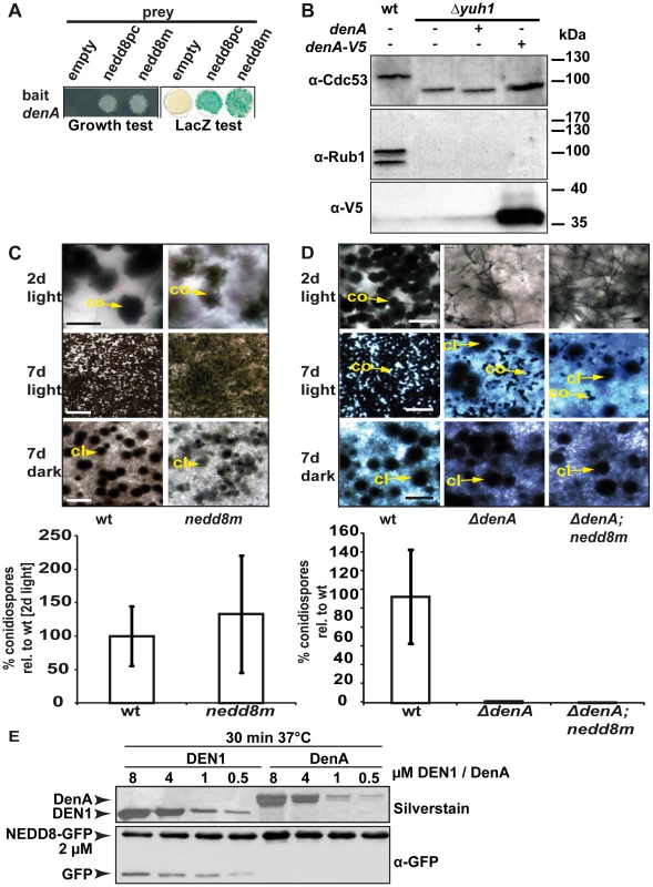 Fungal DenA developmental functions are independent of Nedd8 processing activity.