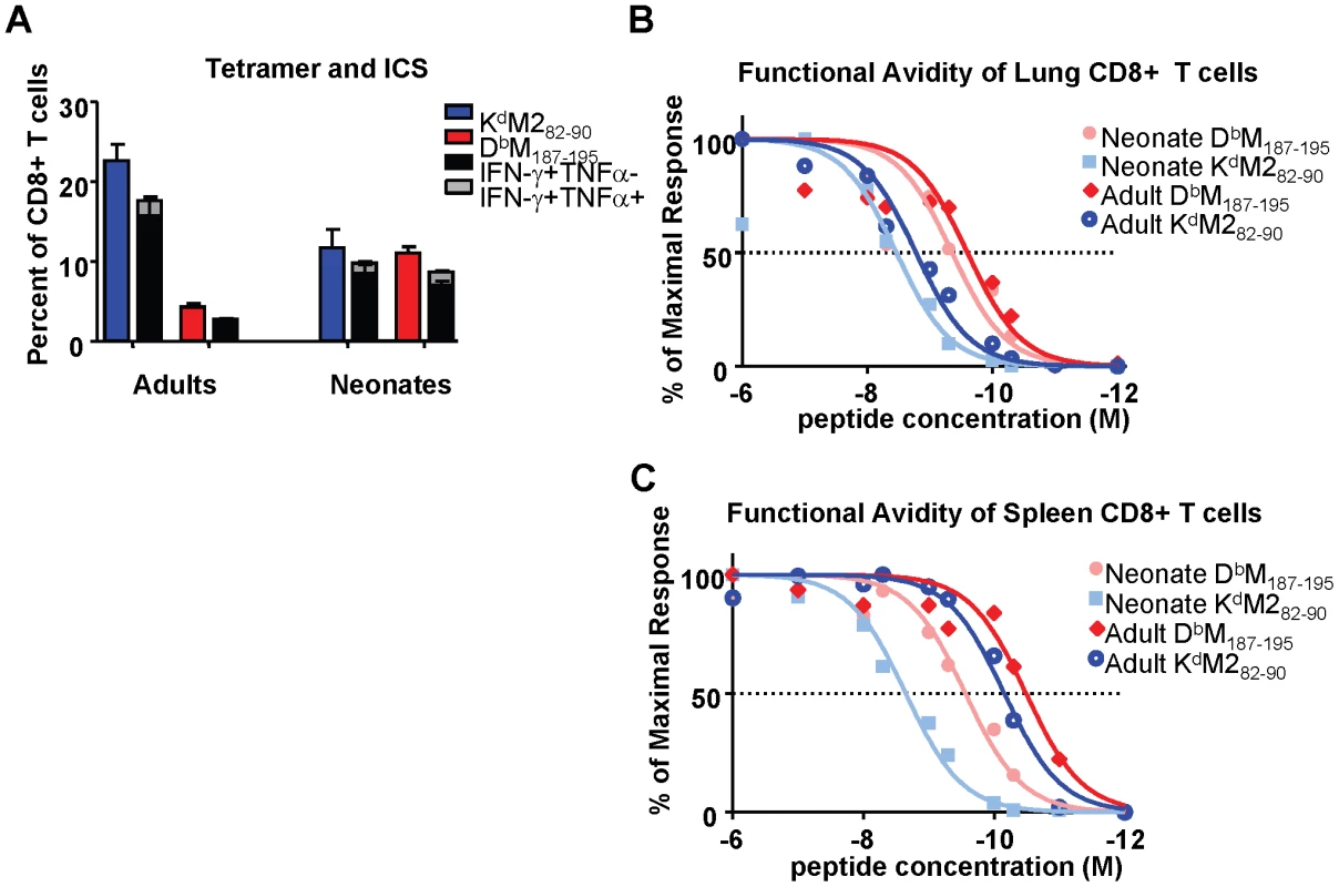 Epitope-specific CD8+ T cell cytokine production and functional avidities in RSV-infected adult and neonatal mice.