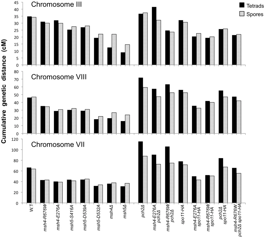 Chromosome size-dependent loss of the meiotic crossover buffer in <i>msh4/5-t</i> mutants.