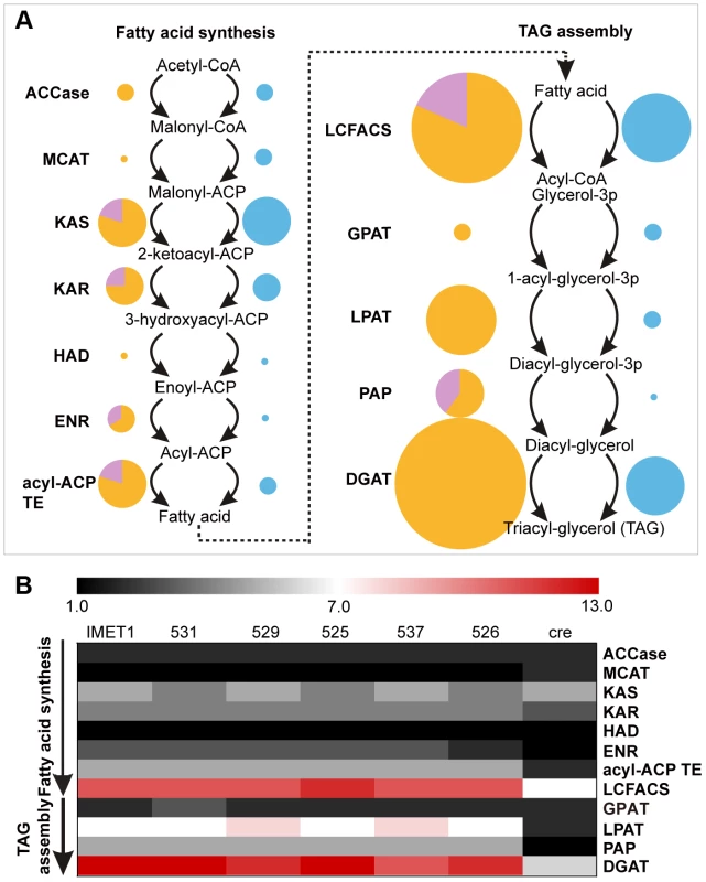 Enrichment of lipid biosynthesis genes in each of the six <i>Nannochloropsis</i> strains.