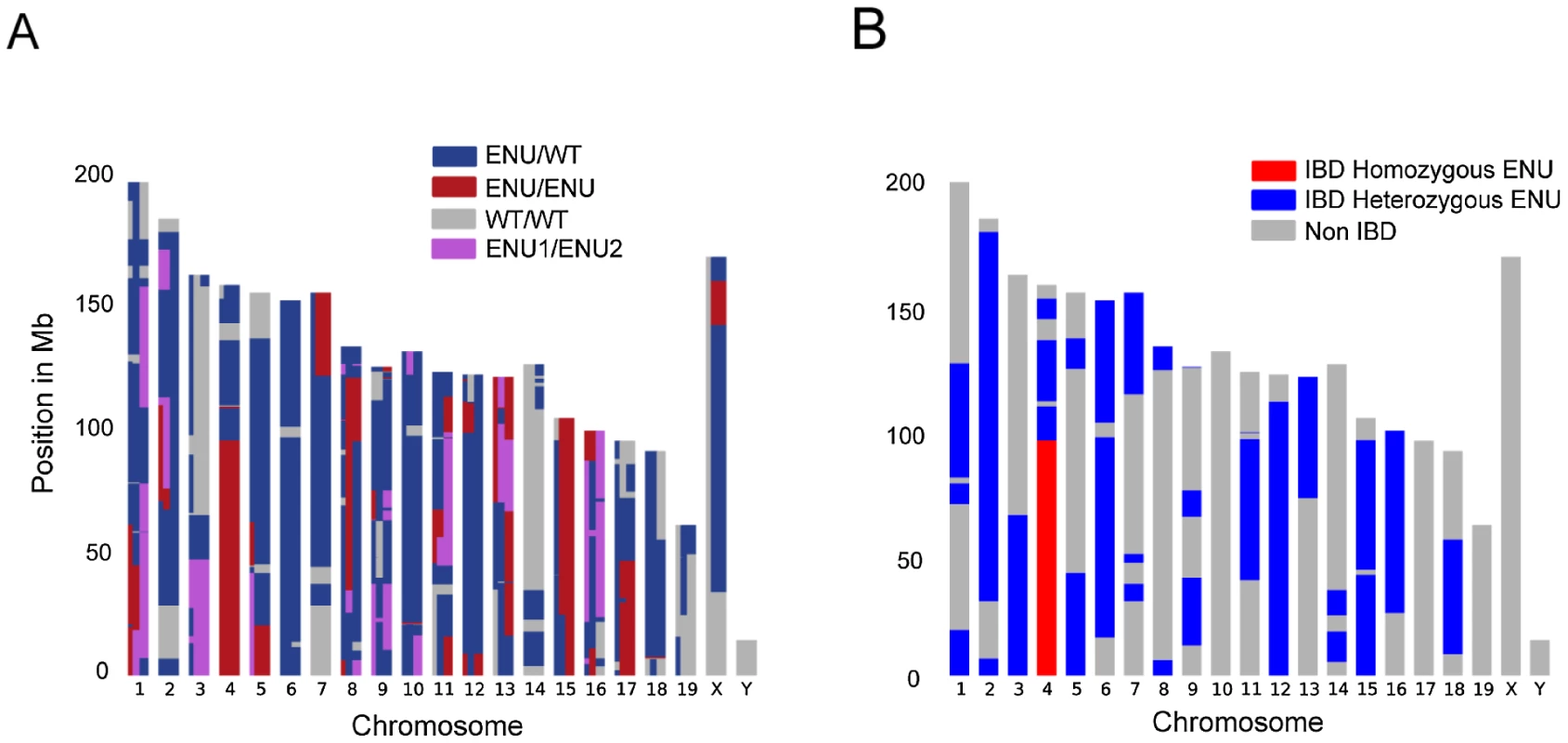 Identification of IBD Regions using a Modified Lander-Green Algorithm.
