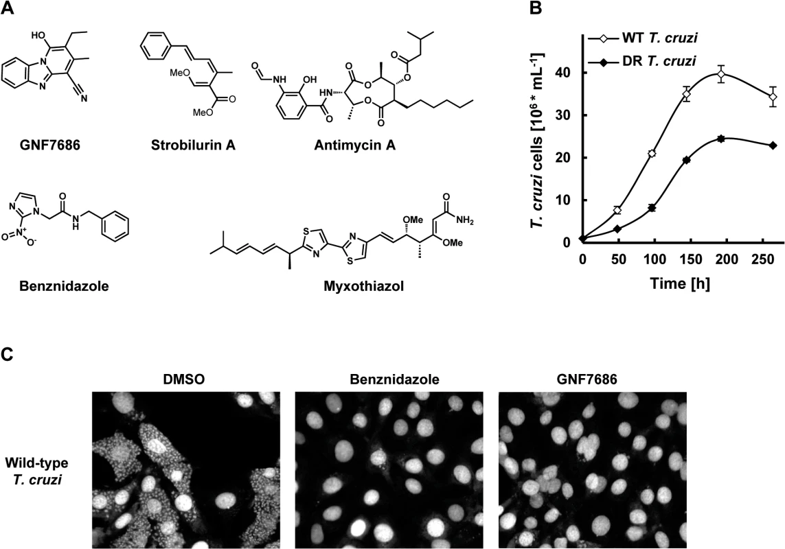 GNF7686 clears <i>T</i>. <i>cruzi</i> amastigotes from infected 3T3 cells.