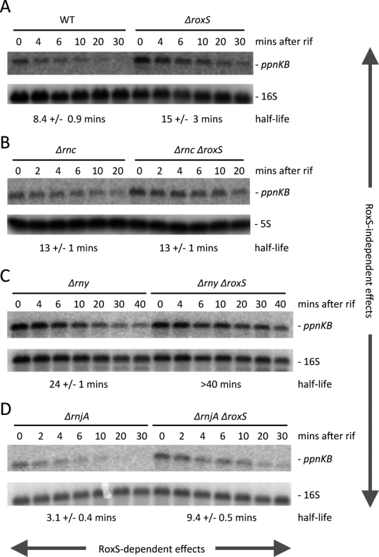 The stability of the <i>ppnKB</i> mRNA depends on RoxS, RNase III and RNase Y.