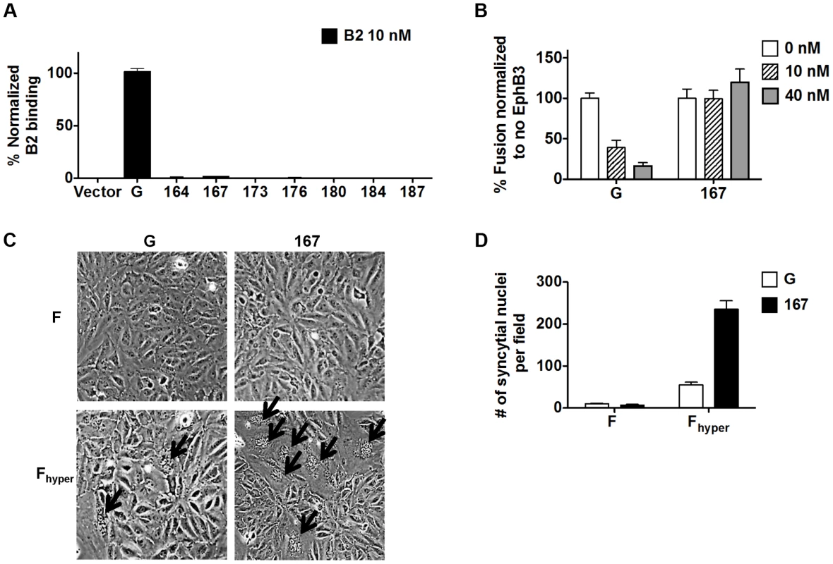 Headless fusion does not require receptor binding.