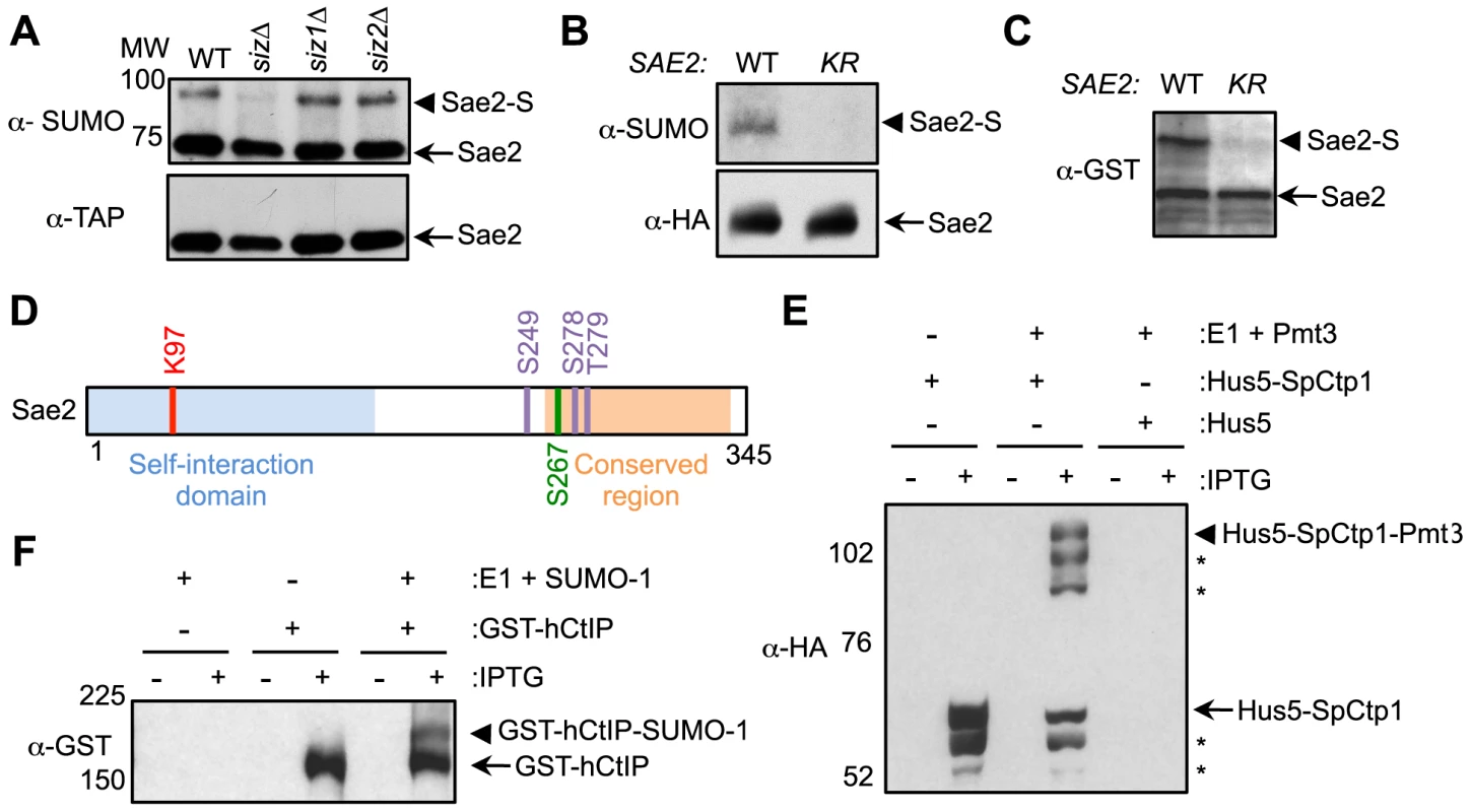 Sae2 sumoylation site mapping and conserved sumoylation of Sae2 orthologs.