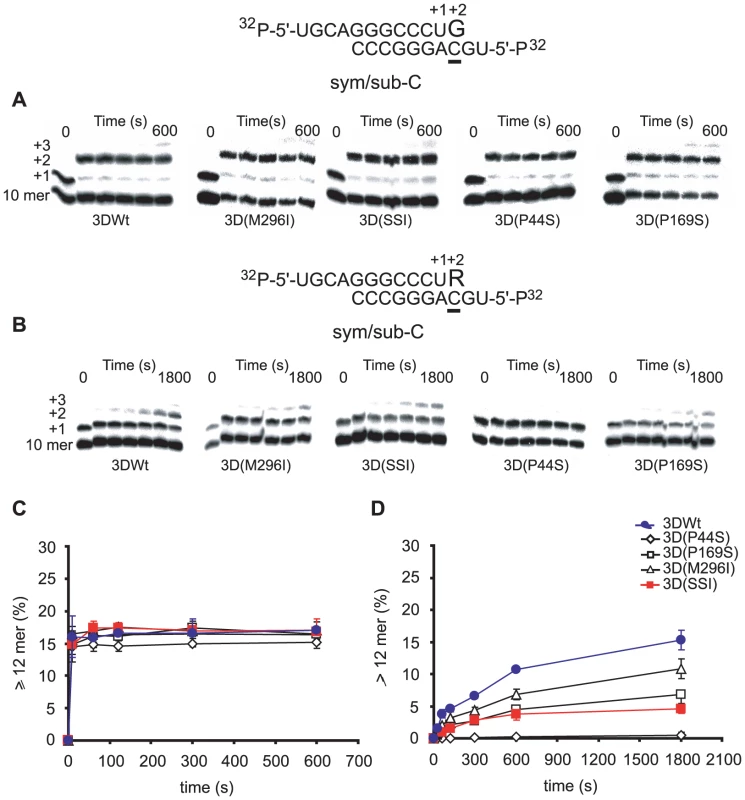 Incorporation of nucleotides into sym/sub-AC by mutant FMDV polymerases.