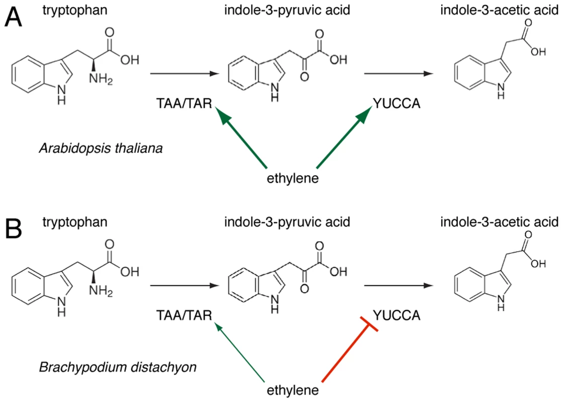 A schematic overview of the regulation of tryptophan-dependent auxin (indole-3-acetic acid) biosynthesis via indole-3-pyruvic acid (IPA) by ethylene action in Arabidopsis (<i>A</i>) and Brachypodium (<i>B</i>).