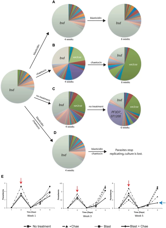 <i>var2csa</i> expression in response to chaetocin treatment is a true switching event and maintains mutually exclusive expression.