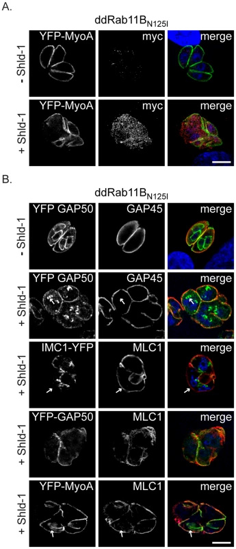 Phenotypic analysis of the IMC formation in dd-Rab11B<sub>N125I</sub> expressing parasites.