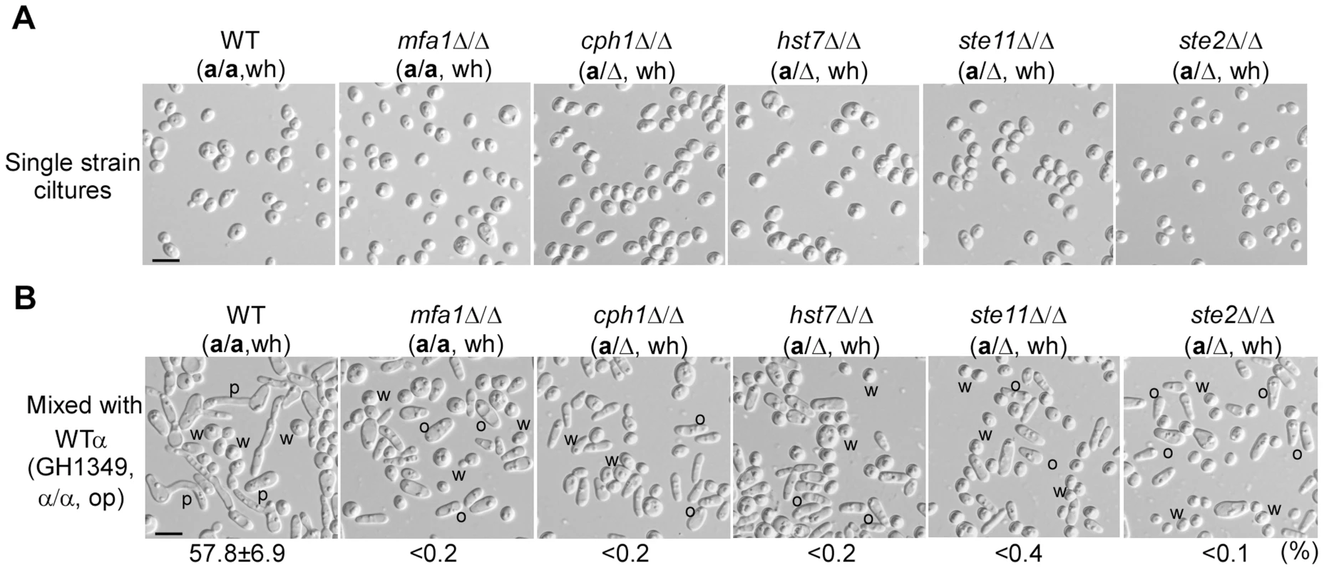 a-Pheromone (MFa1) and the α-pheromone response pathway (Ste2-MAPK-Cph1) of a cells are required for a white cells to induce mating projection formation in α opaque cells (GH1349).