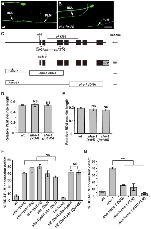 <i>aha-1</i> and <i>ahr-1</i> are required cell-autonomously for BDU-PLM contact.