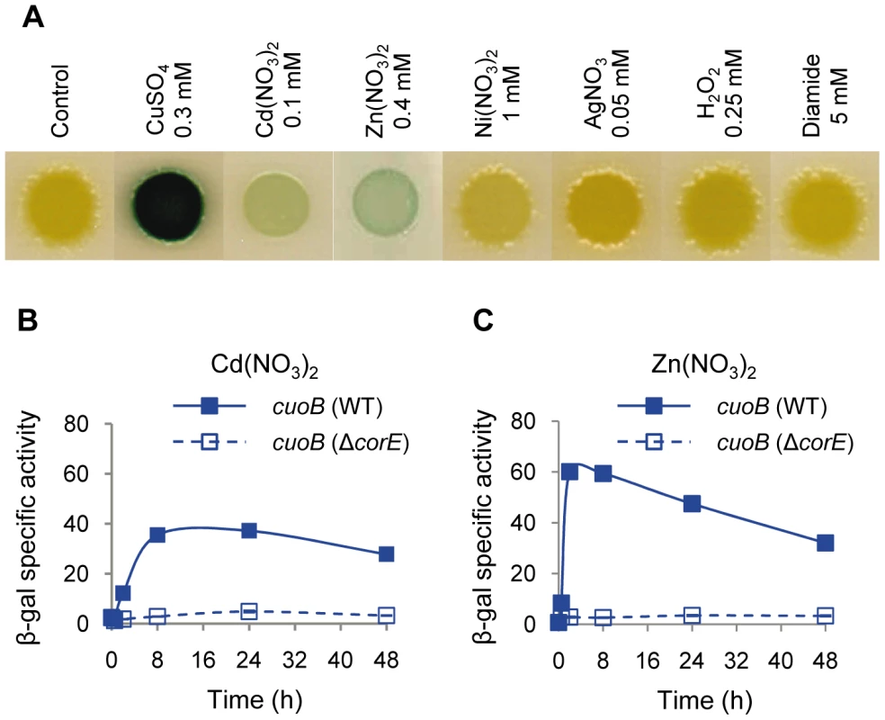 <i>cuoB</i> is only up-regulated by copper and other divalent metals.