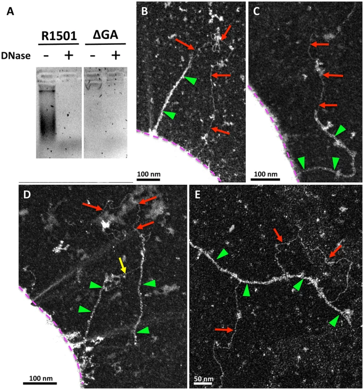 Interactions between transformation pili and DNA.