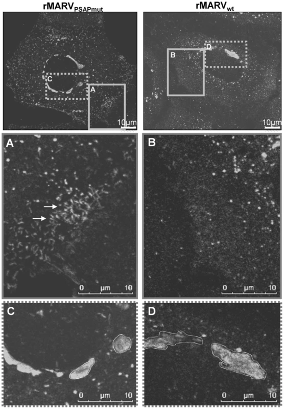 Infection with MARV<sub>PSAPmut</sub> results in compact inclusion bodies and accumulation of nucleocapsids in the periphery of cells.