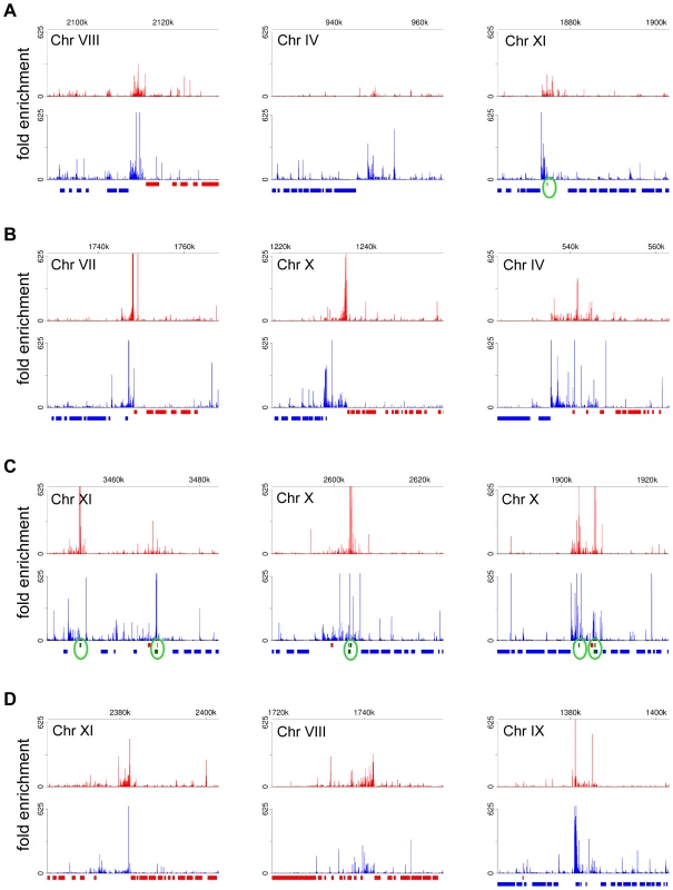 Putative Pol II initiation sites in <i>T. brucei</i>.