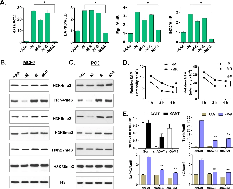 Arginine/glycine-dependent creatine biosynthesis is required for the reduction of histone methylation and the methionine-deprived specific gene response.