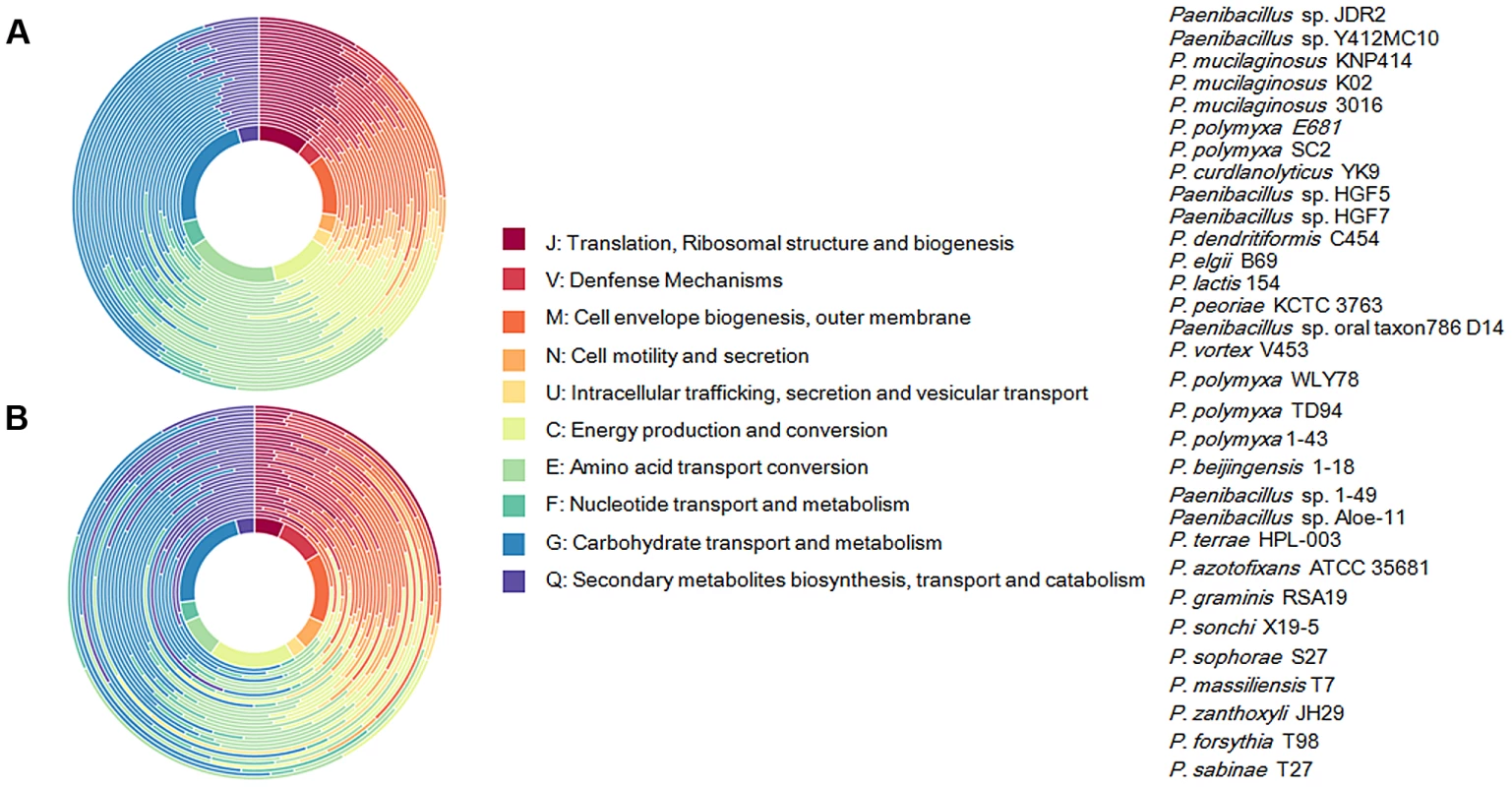 Functional classification of gene content of the 31 <i>Paenibacillus</i> strains.