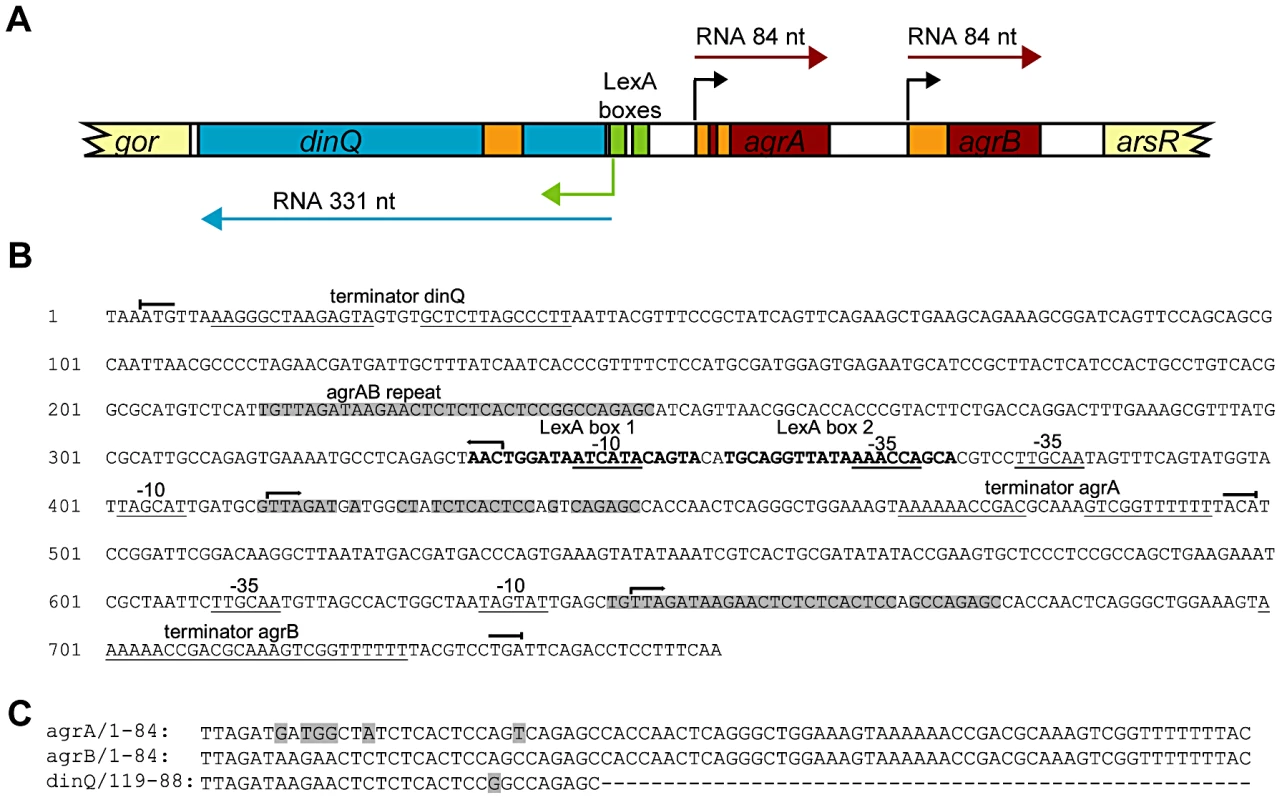 Overview of the <i>dinQ</i>/<i>agrAB</i> locus.
