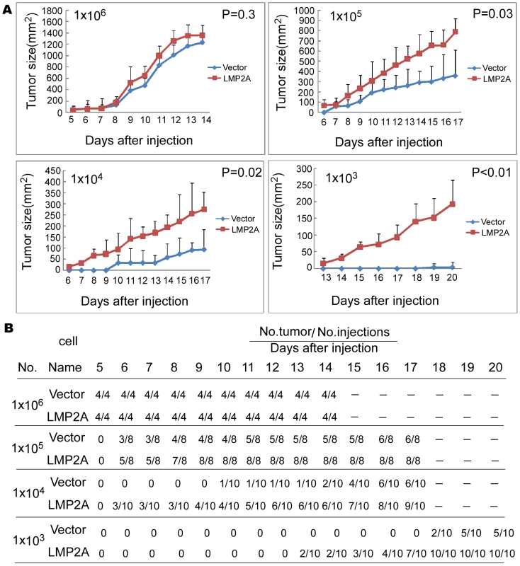 LMP2A enhances the initial tumor cell population in CNE2 cells.