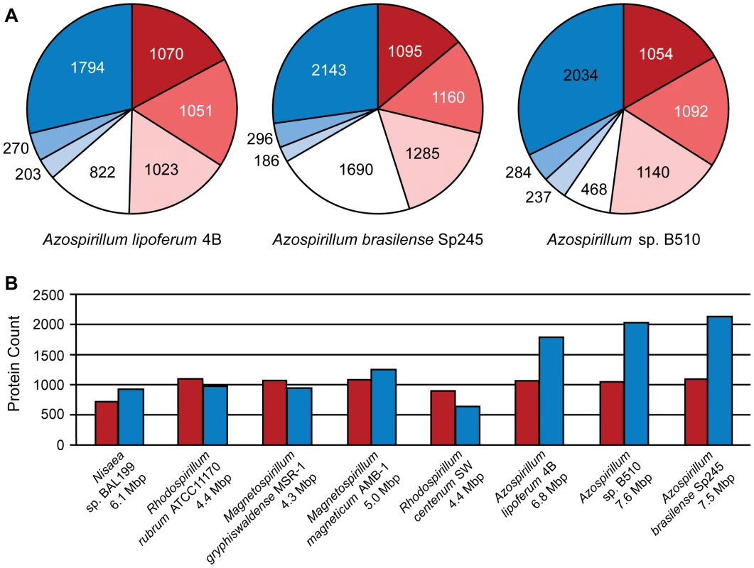 Ancestral (red) and horizontally transferred (blue) genes in <i>Azospirillum</i>.