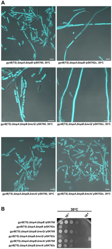 Effects of RNase HI overproduction and <i>recA</i> and <i>recQ</i> deletions on cells lacking type 1A topos.