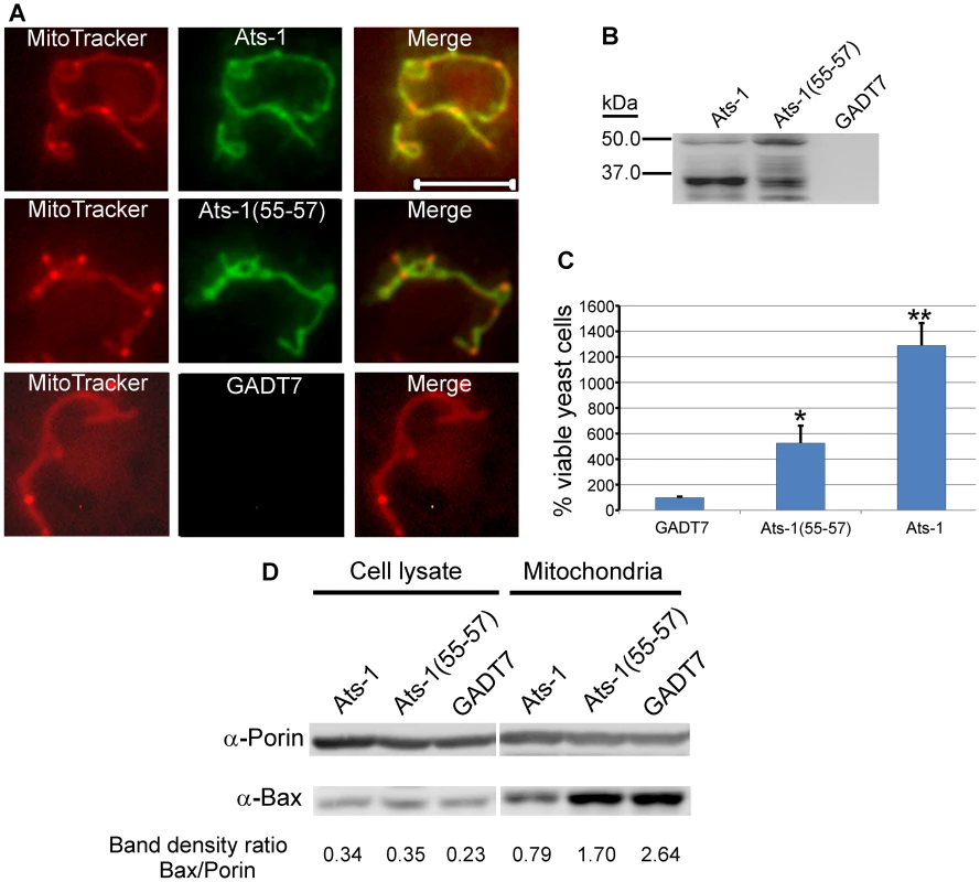 Ats-1 inhibits Bax-induced apoptosis in yeast.