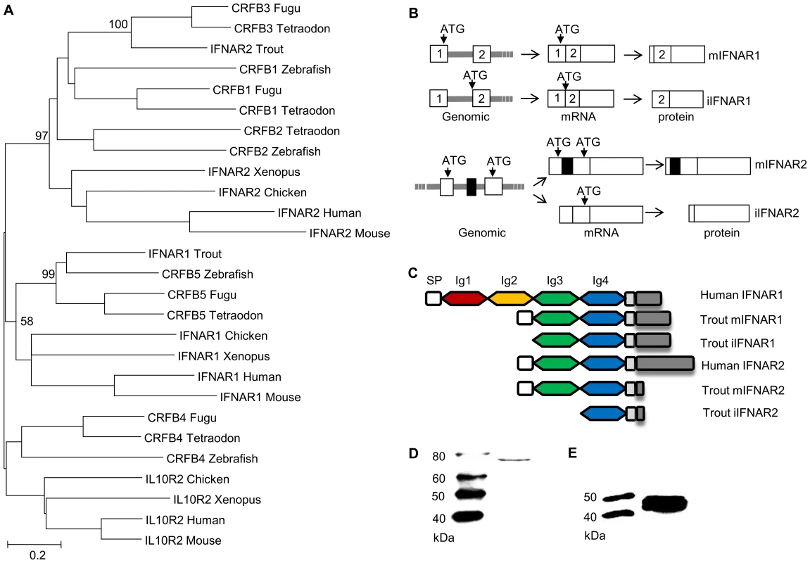 Characterisation of intracellular IFN receptors.