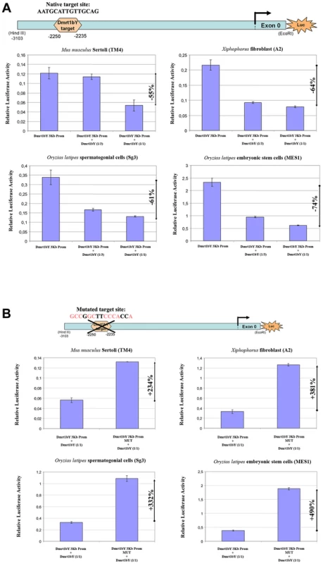 Transient-transfection analysis.