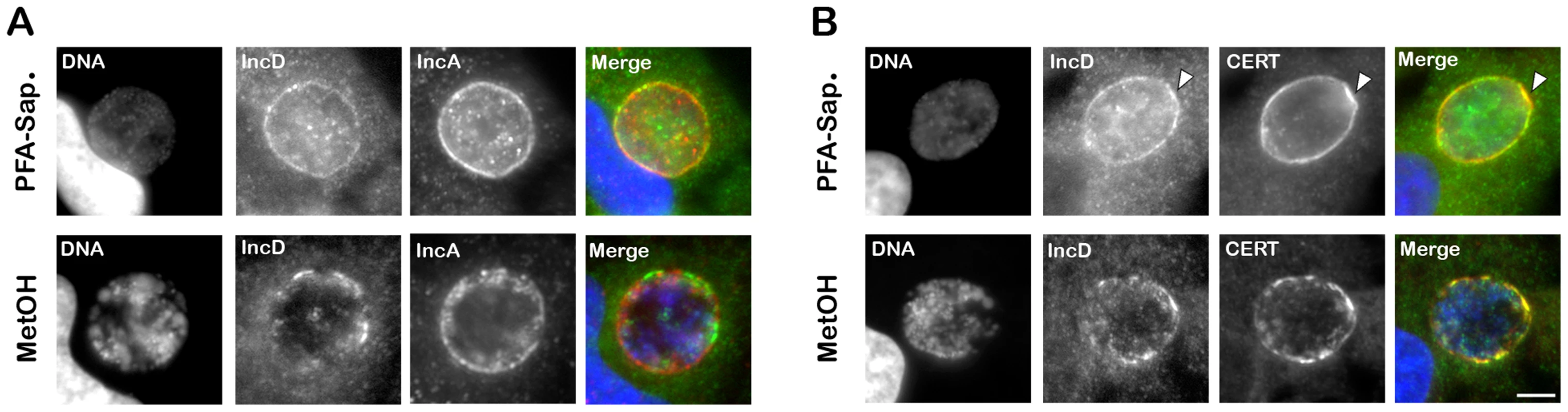 IncD co-localizes with CERT onto <i>C. trachomatis</i> inclusion membrane.