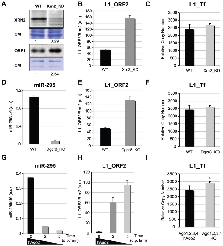 L1 mRNA levels and genomic copy-number in various knock-out and knock-down mESC lines.