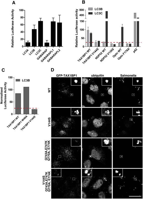 TAX1BP1 interacts with LC3B as well as LC3C and requires its zinc finger domains to localise to ubiquitylated Salmonella.