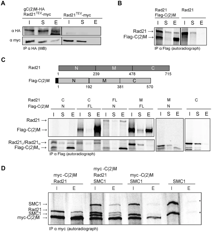 C(2)M physically interacts with Rad21.