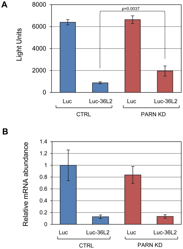 PARN acts through the 3′UTR of Zfp36l2 to repress translation.