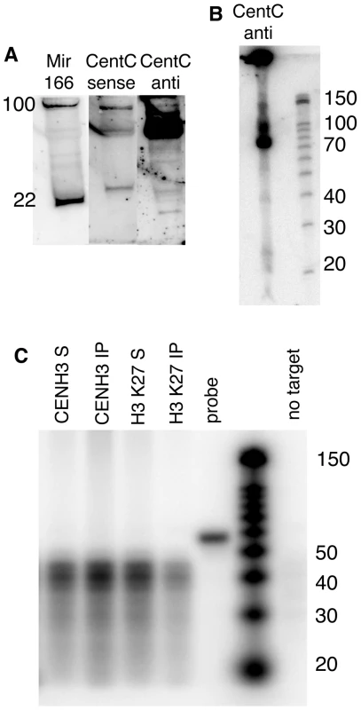 Chromatin-associated CentC transcripts are predominantly 75 nt and do not include siRNAs.