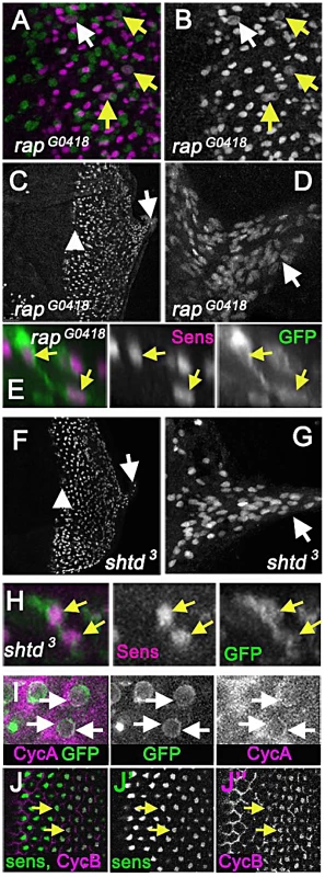 APC1 and Cdh1 maintain cell cycle exit.
