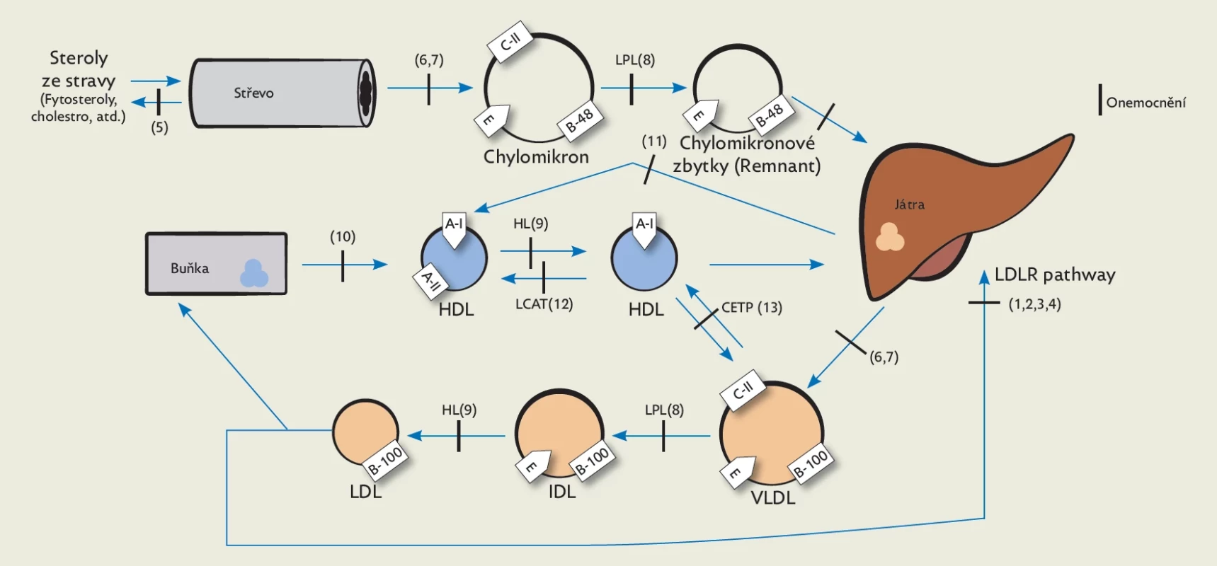 Zjednodušený diagram metabolismu lipidů a lipoproteinů s vyznačením některých dědičných dyslipidemií. Označení onemocnění (blíže viz text):