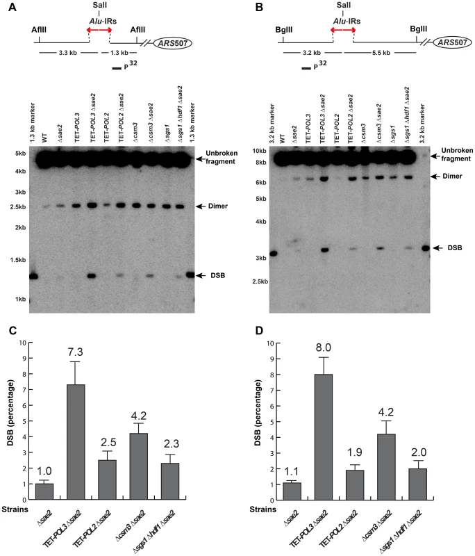 Physical detection of breakage intermediates in the wild-type and mutant strains carrying 100% <i>Alu</i>-IRs.
